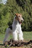 FOX TERRIER 229